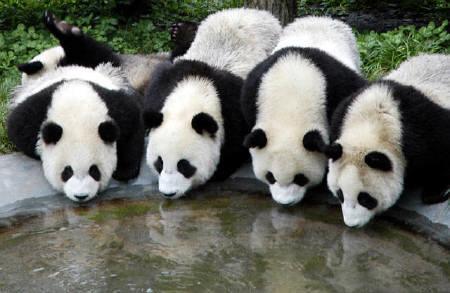 中国の水を飲むパンダ